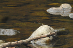 Neurobasis chinensis