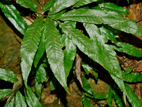 Bolbitis lianhuachihensis (Bolbitis lianhuachihensis)