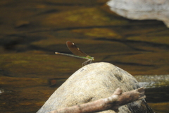 Neurobasis chinensis