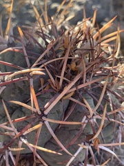 Echinocactus horizonthalonius