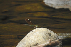 Neurobasis chinensis