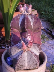 Astrophytum