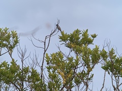 Schistochlamys melanopis