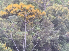 Rupornis magnirostris