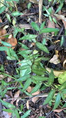 Oplismenus hirtellus