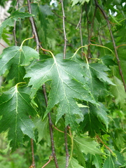 Betula pendula dalecarlica