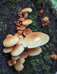 Hypholoma capnoides