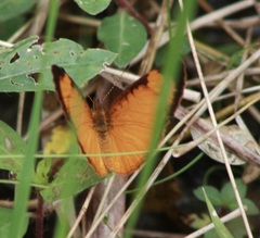 Tegosa