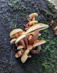 Hypholoma capnoides