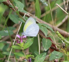 Eurema daira