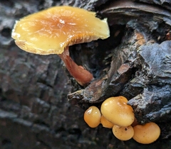 Hypholoma capnoides