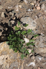 Monsonia