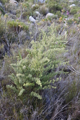 Asparagus rubicundus
