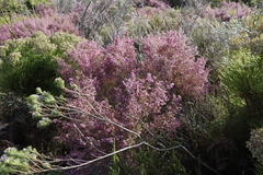 Erica parviflora