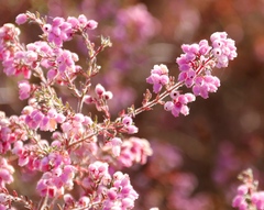 Erica parviflora