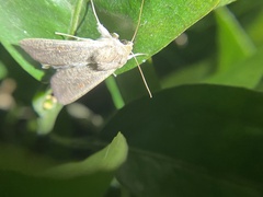 Mythimna convecta