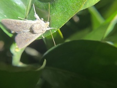 Mythimna convecta