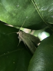 Mythimna convecta