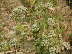 Conium maculatum
