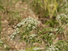Conium maculatum