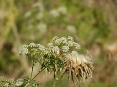 Conium maculatum