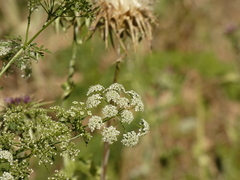 Conium maculatum