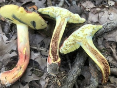 Lanmaoa pseudosensibilis