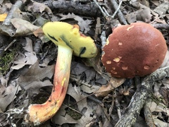 Lanmaoa pseudosensibilis