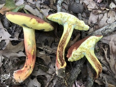 Lanmaoa pseudosensibilis