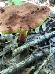 Lanmaoa pseudosensibilis