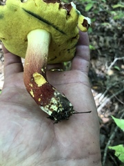 Lanmaoa pseudosensibilis