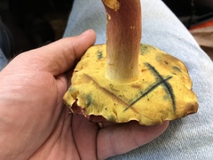 Lanmaoa pseudosensibilis