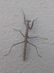Coptopteryx gayi