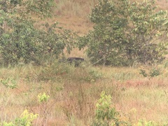 Myrmecophaga tridactyla