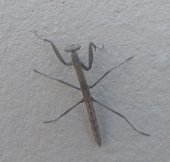 Coptopteryx gayi