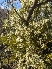 Phoradendron leucarpum tomentosum