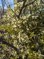 Phoradendron leucarpum tomentosum