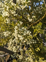 Phoradendron leucarpum tomentosum