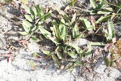 Euphorbia tuberosa
