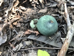 Russula subgraminicolor