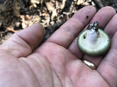 Russula subgraminicolor