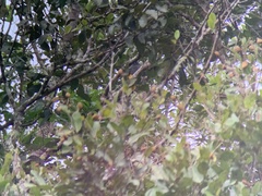 Trogon viridis