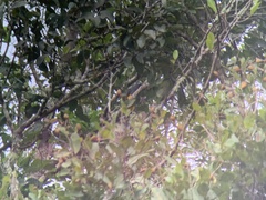 Trogon viridis