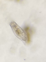 Mytilina