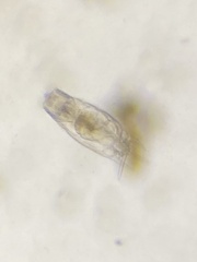 Mytilina