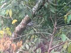 Thamnophilus amazonicus