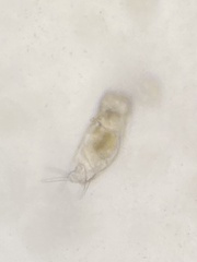 Mytilina