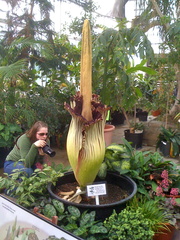 Amorphophallus titanum