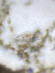 Mytilina