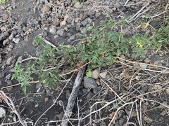 Solanum lycopersicum image